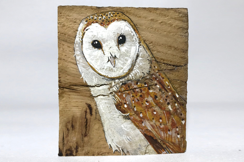 Barn Owl on Oak by Ashley James
